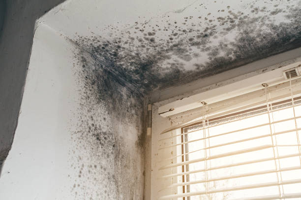 Affordable Mold Removal solutions in Salem, NJ